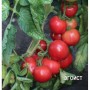 Семена томатов для вашей дачи и огорода